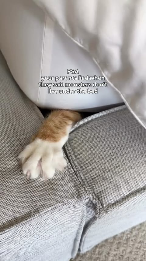 beware: meownster under the bed 🐱⁣
⁣
#InTheMoment⁣
⁣
Video by @itsmariahmeow⁣
⁣
Music by @myuusic